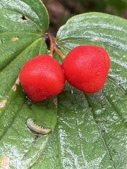 Prosartes trachycarpa