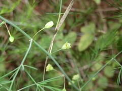 Asparagus officinalis