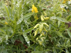 Lathyrus pratensis