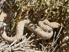 Bitis peringueyi