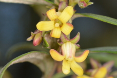 Pittosporum bicolor