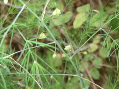 Asparagus officinalis