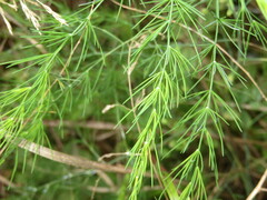 Asparagus officinalis