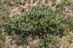 Lampranthus spectabilis