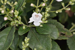 Prostanthera lasianthos