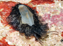 Scutus unguis
