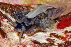 Scutus unguis