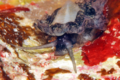 Scutus unguis