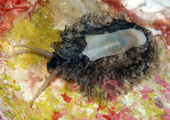 Scutus unguis