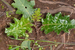 Solanum prinophyllum