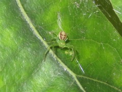 Diaea dorsata