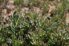 Lampranthus spectabilis