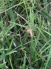 Phalaenostola metonalis