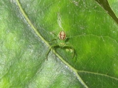 Diaea dorsata