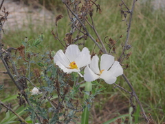 Argemone albiflora