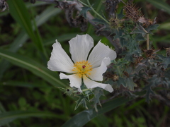 Argemone albiflora