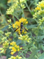 Parancistrocerus perennis