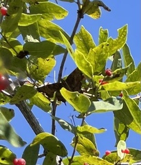 Nymphalini