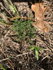 Lechea tenuifolia