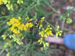 Parancistrocerus perennis