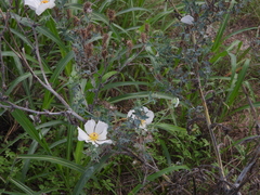 Argemone albiflora