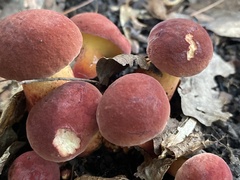 Hortiboletus rubellus