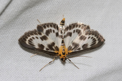 Anania hortulata