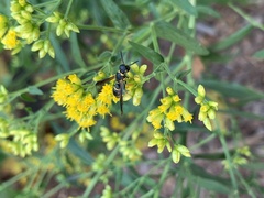 Parancistrocerus perennis