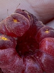 Aculeastrum americanum