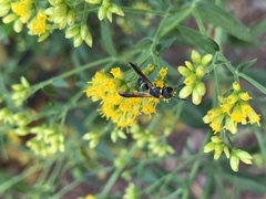 Parancistrocerus perennis