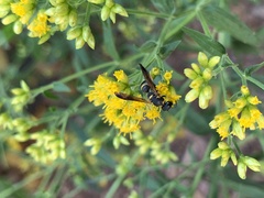 Parancistrocerus perennis