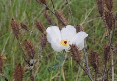 Argemone albiflora