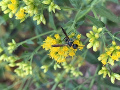 Parancistrocerus perennis