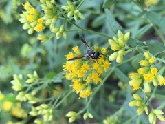 Parancistrocerus perennis