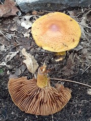Cortinarius bolaris