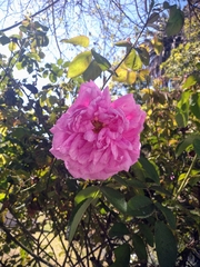 Rosa