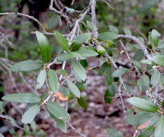 Quercus fusiformis