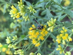 Parancistrocerus perennis