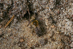 Colletes