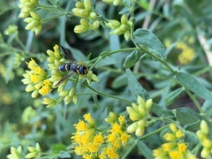 Parancistrocerus perennis
