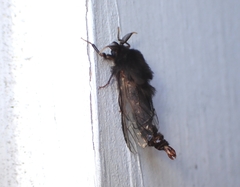 Thyridopteryx ephemeraeformis