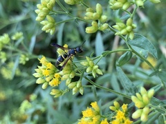 Parancistrocerus perennis