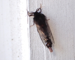 Thyridopteryx ephemeraeformis