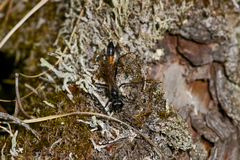 Ammophila