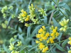 Parancistrocerus perennis