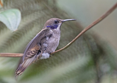 Colibri delphinae