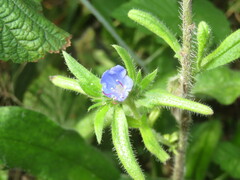 Echium vulgare