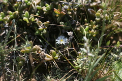Delosperma echinatum