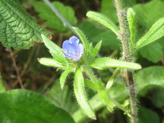 Echium vulgare