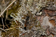 Ammophila